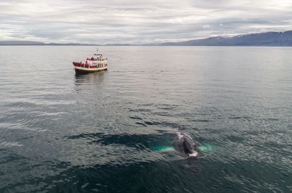 Comment planifier une expédition pour observer les baleines à bosse en Islande?