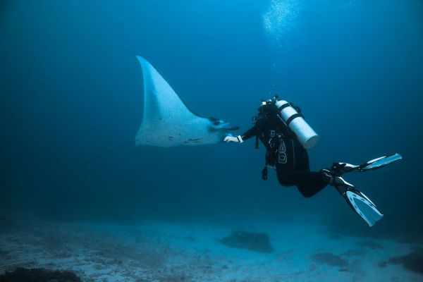 Quels sont les meilleurs spots pour une plongée avec les raies mantas aux Maldives?